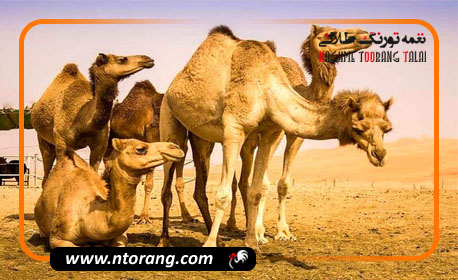 تولید سالانه ۱۵۰ تن شیر و ۲۰۸ تن گوشت شتر در خوزستان
